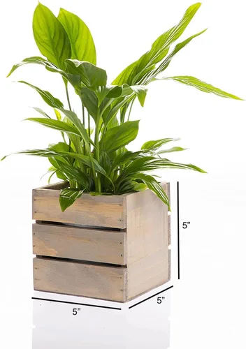 Vista 3 de Macetero de madera con caja de vino estilo l 6 pulgadas cuadrado l blanqueado o rústico con forro de plástico, l centro de mesa de jardín, soporte