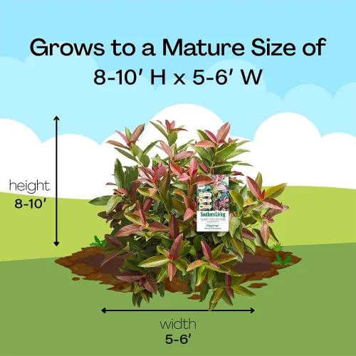 Vista 9 de Southern Living Viburnum - Arbusto superior de cobre de 2 galones