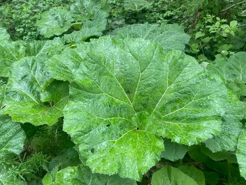 Vista 7 de 200 Great Burdock Arctium Lappa (Bardana comestible/Botones de Bardana/Botones de mendigo) Semillas de flores de HERB