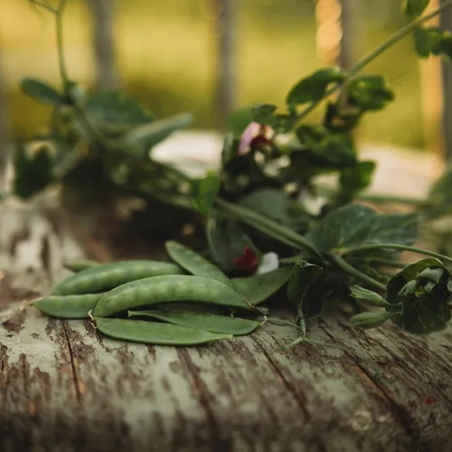 Vista 6 de Guisante de azúcar gris enano – 4 onzas a granel (~650 semillas) – Variedad de reliquia y polinizada abierta, fácil de cultivar y tolerante al frío