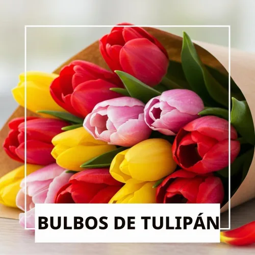 Vista 3 de Bulbos de tulipanes de colores mixtos para plantar (25 bombillas)