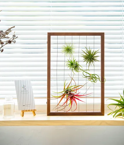 Vista 5 de Mkono Marco para Plantas de Aire Colgante Soporte para Plantas de Aire Tillandsia Colgador de Exhibición Estante de Madera Decoración de Pared