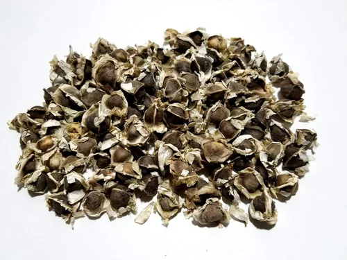 Vista 4 de Semillas de Moringa Oleifera (Semillas de Moringa) a granel/Peso al por mayor: 1 libra, 2 libras, 5 libras y 10 libras (1 libra)