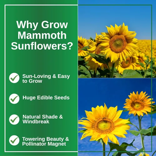 Vista 3 de TKE Farms & Gardens - Semillas de girasol de mamut para plantar, más de 100 semillas de reliquia sin OMG, girasoles altísimos con flores amarillas