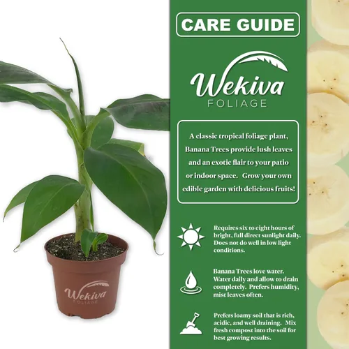 Vista 2 de Banana Tree – Planta viva en una maceta de cultivo de 4 pulgadas – Disponibilidad basada en la elección del cultivador – Árbol de frutas comestible