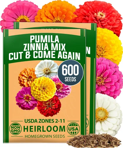 Vista 28 de HOME GROWN - Semillas de zinnia rosadas – 600 Zinnias Luminosa de 0.02 oz, semillas de flores anuales fáciles de cultivar para plantar al aire libre