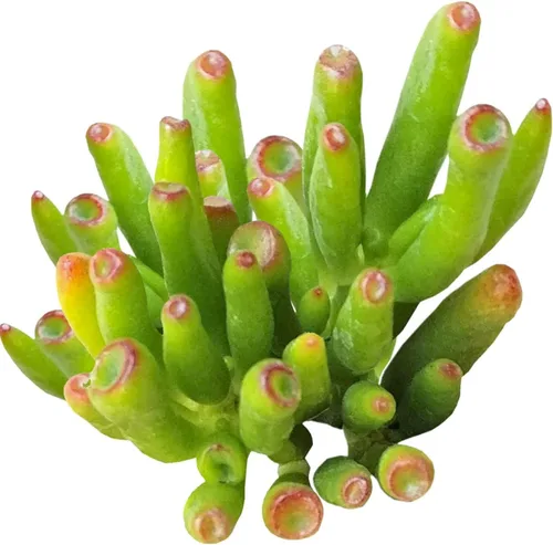 Vista 13 de Caja de suculentas Colección única de suculentas de Crassula vivas, fáciles de cultivar, planta de interior para el hogar, totalmente enraizadas