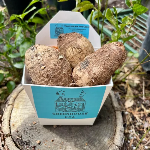 Vista 3 de Bombillas vivas Colocasia oreja de elefante enorme hoja Esculenta oreja de elefante Taro Gabi Kalo Eddo Bulbos listos para cultivar planta de jardín
