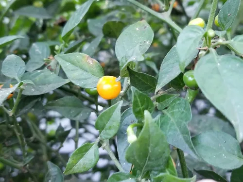Vista 3 de Aji Charapita Pepper 10+ Semillas