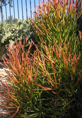 Vista 3 de Euphorbia Tirucalli - Plantas suculentas vivas de 4 pulgadas en maceta totalmente enraizadas, palos de fuego, fáciles de cultivar