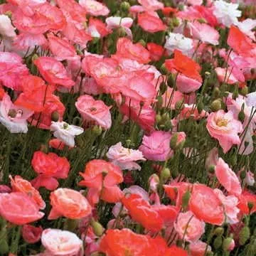 Vista 2 de Park Seed Semillas de plantas de flores de amapola, fáciles de cultivar, perfectas para jardín de primavera, gris increíble, paquete de 100