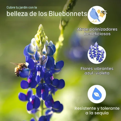 Vista 3 de Created By Nature Texas Bluebonnet Seeds, más de 750 semillas de flores silvestres, Texas State Flower
