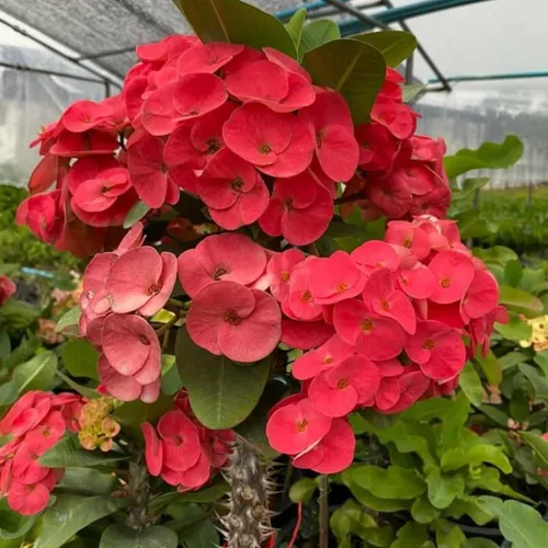 Vista 5 de Red Euphorbia - Planta viva de corona de espinas, planta viva de corona de espinas, 4 unidades en maceta, planta suculenta viva para jardinería