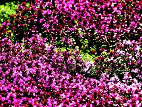 Vista 2 de Semillas de tomillo rastrero - Thymus Serpyllum - Cubierta de suelo perenne - 10000 piezas de semillas