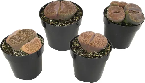 Vista 10 de Altman Plants Plantas suculentas gigantes (4 unidades) XL Lithops Plantas vivas y suculentas reales, plantas seguras para mascotas y plantas