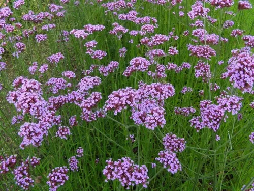 Vista 4 de Los racimos de flores lilas profundas son muy llamativos!!! Wow! (25 - Semillas)