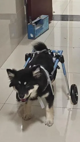 Vista 8 de Wheelchair for Hind Leg Dogs，Disabled Dog Cart Mobility Aid，Easy Installation，Free Switching Between 4 Wheels and 2 Wheels，fit Pet Wheel Chair for