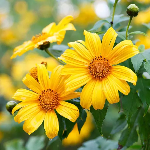 Vista 21 de Eden Brothers Semillas de girasol - Autumn Beauty