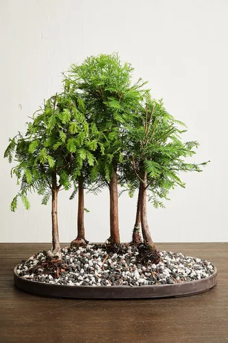 Vista 4 de Roca de lava negra Bolsa de 2 cuartos Tamaño de partícula de 1/4 pulgadas Agregado de suelo para bonsái, cactus, suculentas, acuarios y más