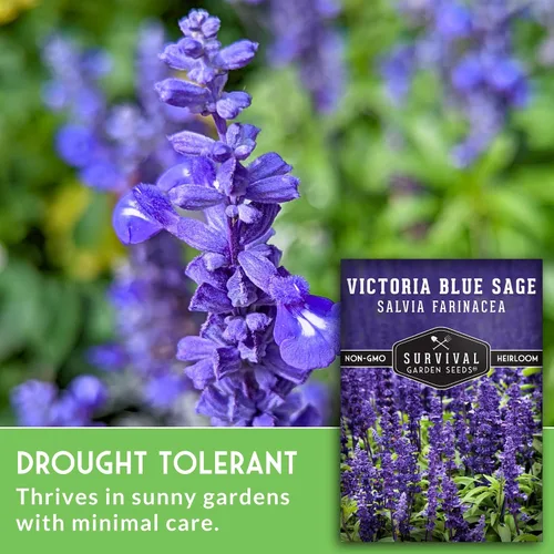 Vista 3 de Victoria - Semillas de salvia azul para plantar – Salvia Farinacea – Flores polinizadoras para bordes y jardines de cabaña – Semillas de jardín