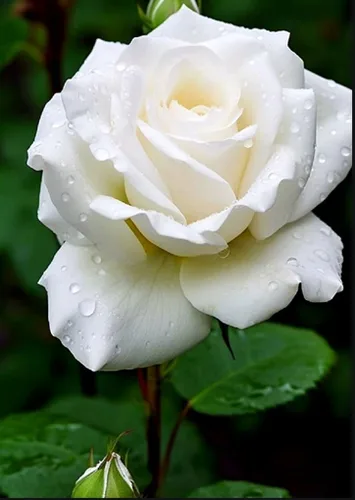 Vista 2 de 100 semillas de rosas blancas para el hogar, jardín, semillas de flores, reliquia, elegancia, floración