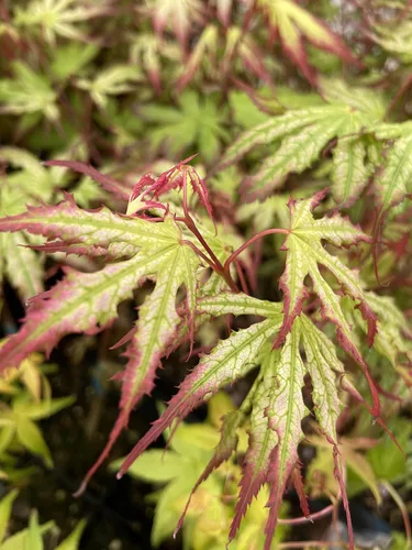 Vista 3 de Phantom Flame - Arce japonés blanco con puntas de hojas rojas - Árbol vivo de 2 años
