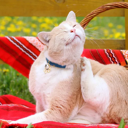 Vista 7 de Paquete de 2 Collares para Gatos Separables de Algodón con Campana Azul Oscuro y Azul Claro con Colgante de Copo de Nieve Blanco Lindo Collar