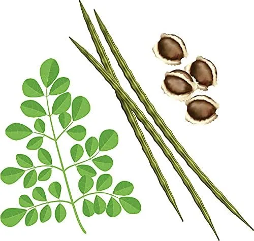 Vista 2 de 50 semillas de moringa orgánicas de gran tamaño Pkm1 Variedad Malunggay Shobhanjana Miracle Tree Drumstick Tree