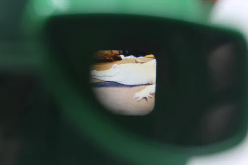 Vista 3 de WARM FUZZY Toys 3D Viewfinder (Aligator) - Visor para niños y adultos, juguetes clásicos, visor de diapositivas, visor de carrete 3D, retro