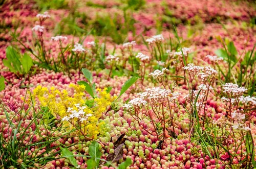 Vista 2 de 150 Semillas de flores suculentas de Sedum Stonecrop Mixtas Rojo, Blanco, Amarillo, Rosa, Púrpura