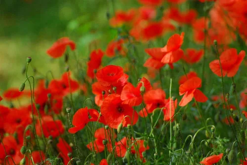 Vista 2 de Semillas de flor de amapola de maíz rojo (Papaver Rhoeas), paquete de más de 100,000 semillas de Seeds2Go