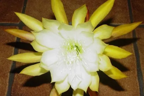 Vista 5 de Corte de cactus de orquídea Epiphyllum amarilla, 8 pulgadas a 10 pulgadas de largo, planta suculenta viva, sin raíz