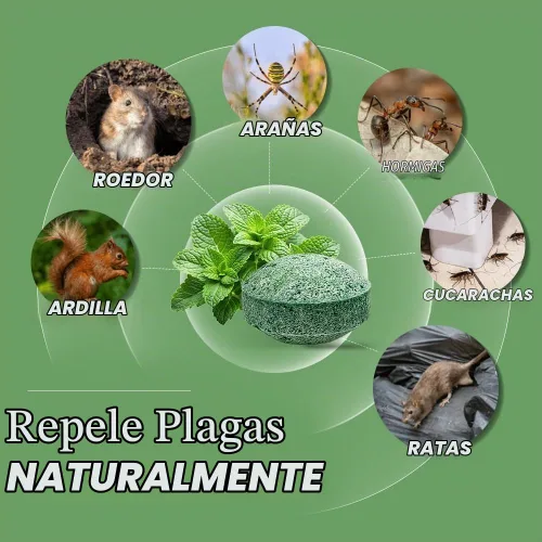 Vista 4 de Repelente de ratones de roedor, aceite de menta para repeler ratones y ratas, ingredientes naturales, bolas repelentes de ratas, repelente