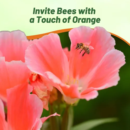 Vista 7 de Outsidepride 5000 semillas anuales Godetia Orange Glory Flower Seeds para plantar