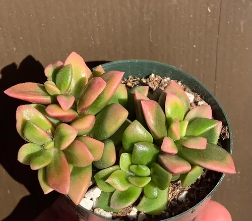 Vista 2 de Anacampseros Sunrise Suculents Pequeño Cluster Anacampseros Telephiastrum Variegata
