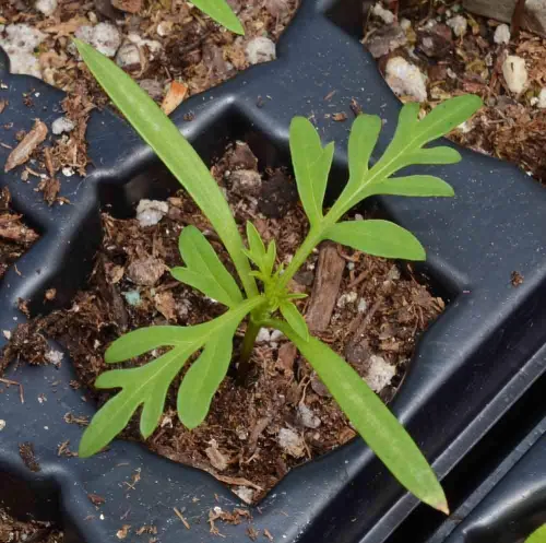Vista 3 de 2,000 semillas de azufre Cosmos, luces brillantes mezcladas por Seeds2Go
