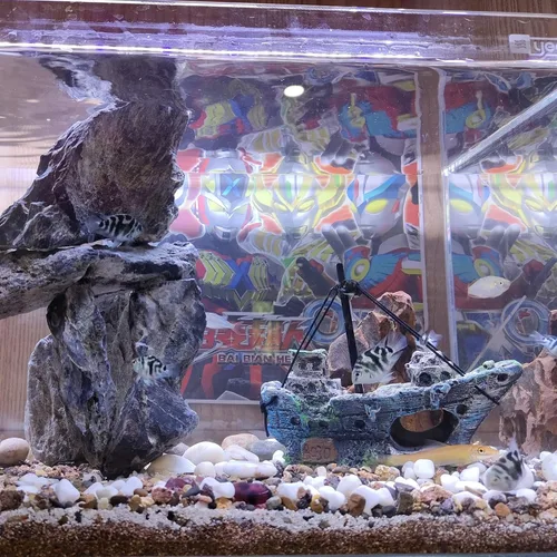 Vista 4 de AWXZOM Decoración de naufragio para acuario + Pequeño buzo decoración flotante para pecera, adornos para peceras