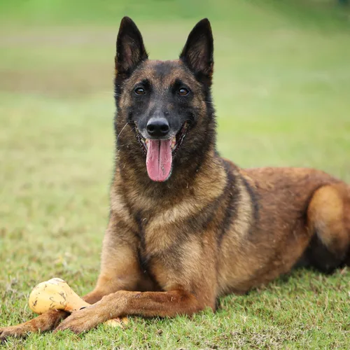 Vista 7 de Tikaton Juguetes masticables indestructibles para perros para masticadores agresivos, sabor a pollo, juguetes masticables duraderos para dentición