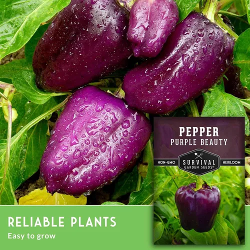 Vista 3 de Purple Beauty - Semillas de pimiento morrón para plantar Pimientos morados dulces tradicionales para jardines domésticos – Polinizado abierto sin