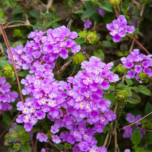 Vista 2 de 2 plantas Lantana vivas para plantar en interiores y exteriores, 4-8 pulgadas de alto, flores de Lantana fragantes de mariposa, sin maceta