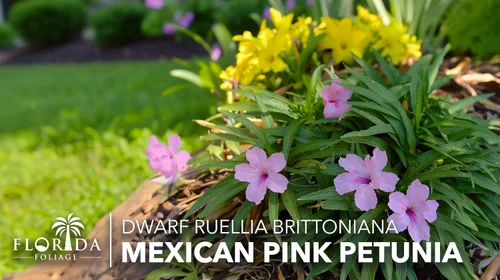 Vista 2 de Pink Ruellia Katie's Dwarf 3 plantas vivas Petunia Brittoniana mexicana Plantas perennes tolerantes a la sequía Cobertura del suelo