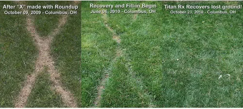 Vista 3 de Hancock Seed Co. Titan RX Turf Type Tall Fescue Grass Seeds, 5 libras.