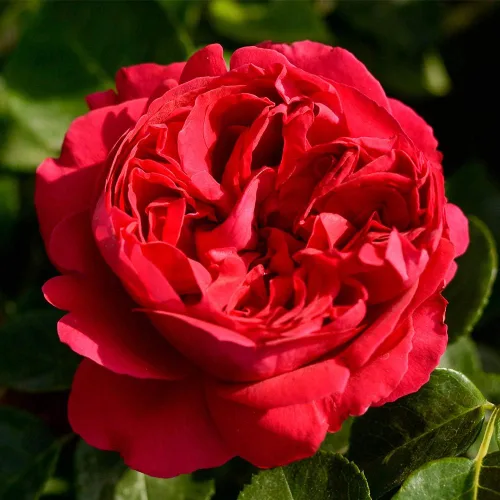 Vista 16 de Rosas trepadoras de reliquia, planta de raíz propia viva, Lady in Red™