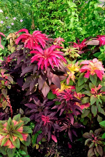 Vista 8 de 100 semillas de flores tricolor Early Splendor Amaranthus Hypocondricus *Comb S/H