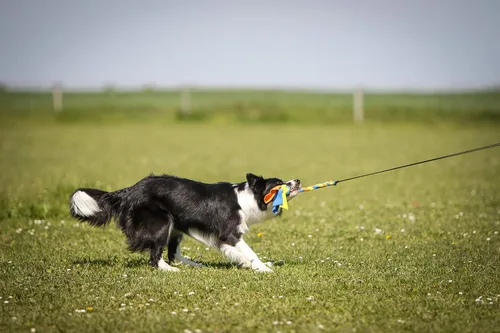 Vista 8 de YES4QUALITY Poste de coqueteo para perros – Seguro y fuerte para razas grandes con cuerda no elástica – Poste de resorte para tira y afloja, juego