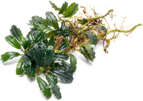 Vista 32 de SubstrateSource Bucephalandra Brownie Phantom - Planta de acuario viva – Decoración natural de pecera de agua dulce, decoración acuática