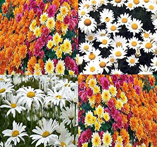 Vista 11 de Big Pack - Semillas de cohete de Dama (40,000 semillas) - Hesperis matronalis aka Queen's Gilliflower - Semillas de flores comestibles