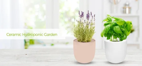 Vista 3 de Kit de cultivo hidropónico, kit de inicio de jardín con riego automático con maceta de cerámica blanca y semillas (caléndula)