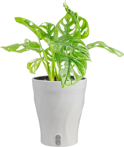 Vista 16 de Costa Farms – Planta de Pothos Albo Variegado viva en maceta auto-regante, purificadora de aire para interior, perfecta para decoración del hogar