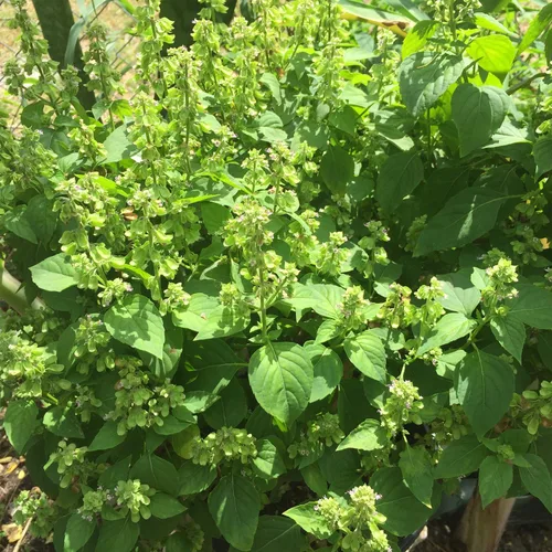 Vista 5 de Semillas de albahaca peruana (Ocimum micranthum) Más de 20 semillas en cápsulas de semillas congeladas - Plante semillas ahora o almacenamiento